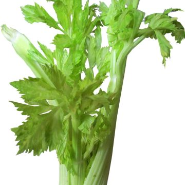Lino Celery - Apium graveolens