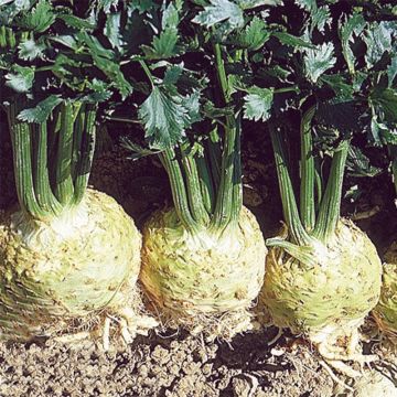 Organic Monarch Celeriac plugs - Apium graveolens