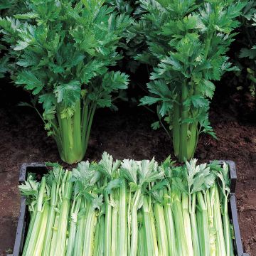 Celery Tall Utah - Ferme de Sainte Marthe Seeds