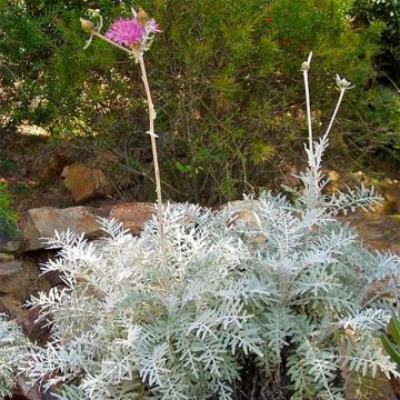 Centaurea pulcherrima