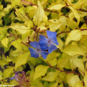 Ceratostigma willmottianum Sapphire Ring