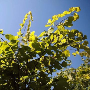 Cercis canadensis Heart of Gold - Eastern Redbud