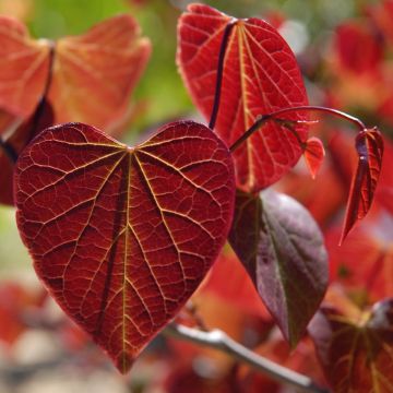 Cercis canadensis Red Force - Eastern Redbud