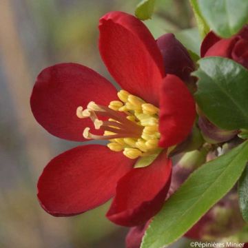 Chaenomeles speciosa Hot Fire (R) 'Minvesu'