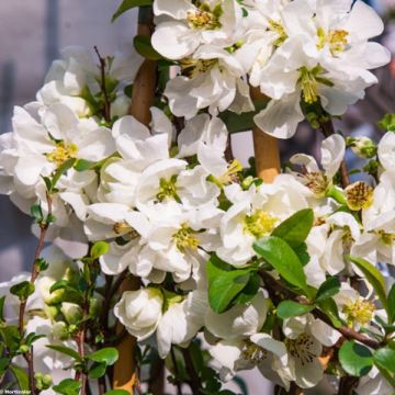 Chaenomeles superba Jet Trail - Flowering Quince