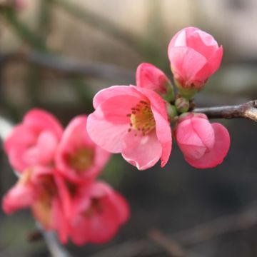 Chaenomeles superba Pink Lady - Flowering Quince