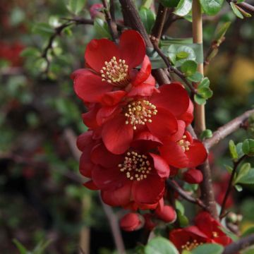Chaenomeles superba Elly Mossel - Flowering Quince