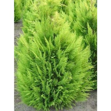 Chamaecyparis lawsoniana Alumigold - Lawson Cypress