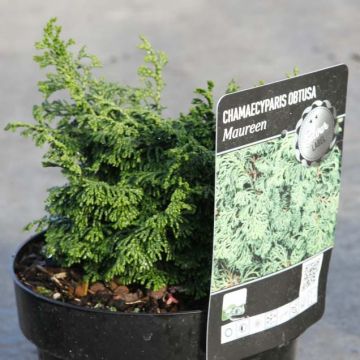 Chamaecyparis obtusa Maureen - Hinoki Cypress