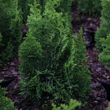 Chamaecyparis obtusa Meroki Twin - Hinoki Cypress