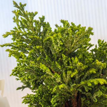 Chamaecyparis pisifera Hime-sawara - Sawara Cypress