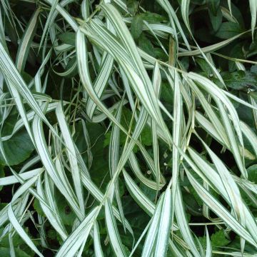 Chasmanthium latifolium River Mist