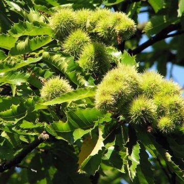 Chestnut Marron de Lyon - Castanea sativa