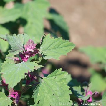 Chenopodium bonus-henricus 