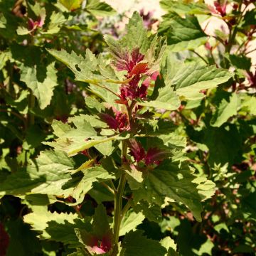 Organic Tree Spinach - Ferme de Sainte Marthe seeds - Chenopodium giganteum