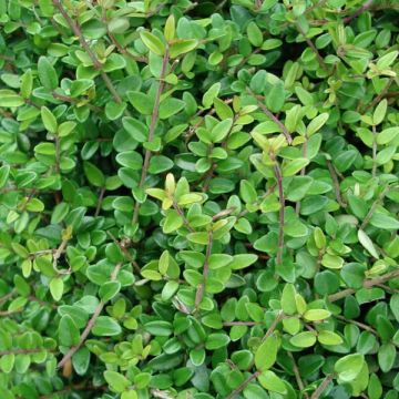 Lonicera nitida Elegant - Box Honeysuckle