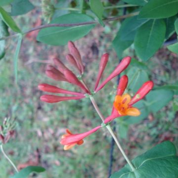 Lonicera x brownii Dropmore Scarlet