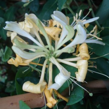 Lonicera periclymenum Scentsation - European honeysuckle