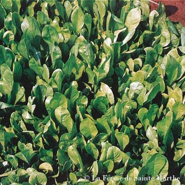 Chicory Biondissima Da Trieste - Ferme de Sainte Marthe Seeds