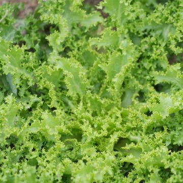 Frisée endive Wallone (Chicory) - Ferme de Sainte Marthe Seeds