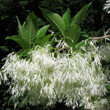 Chionanthus virginicus