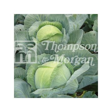 Cabbage Attraction - Brassica oleracea capitata