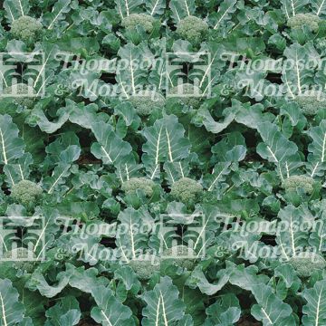 Broccoli Fiesta F1 - Brassica oleracea italica