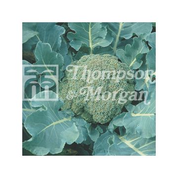 Broccoli Spiridon F1 - Brassica oleracea italica