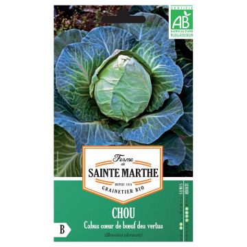 Organic Coeur de Boeuf des Vertus Cabbage - Ferme de Ste Marthe - Brassica oleracea capitata