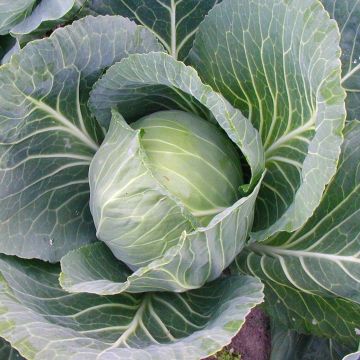 Cabbage Poet F1 plants - Brassica oleracea
