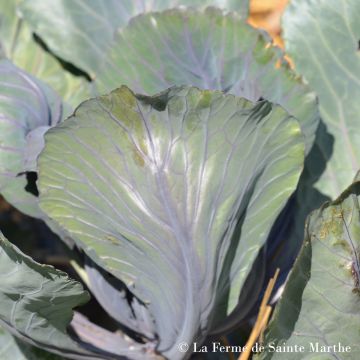 Organic Cabbage Marner Lagerrot - Ferme de Sainte Marthe seeds - Brassica oleracea capitata