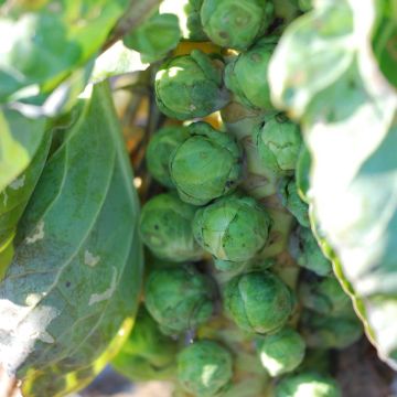 Brussels sprouts De Rosny - La Ferme de Sainte Marthe Seeds