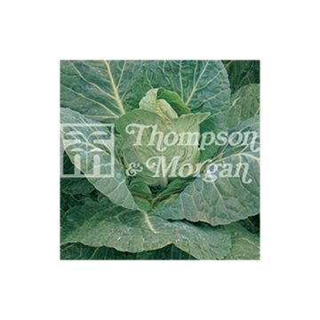Cabbage Durham Early - Brassica oleracea capitata