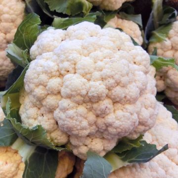 Cauliflower Merveille de Toutes Saisons