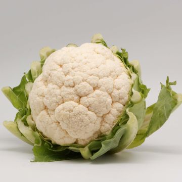 Cauliflower Thabor plugs - Brassica oleracea