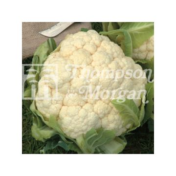 Cauliflower Winter Aalsmeer