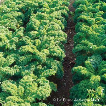 Curly Kale Halbhoher Grüner Krauser - Ferme de Sainte Marthe Seeds