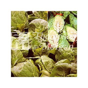 Cabbage Hispi F1 - Brassica oleracea capitata