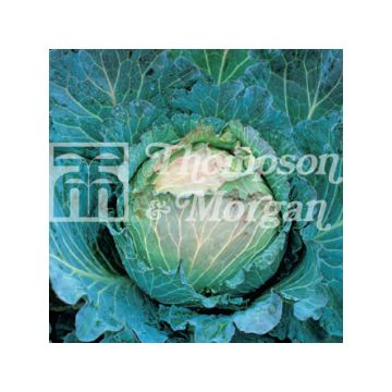 Cabbage January King 3 - Brassica oleracea capitata