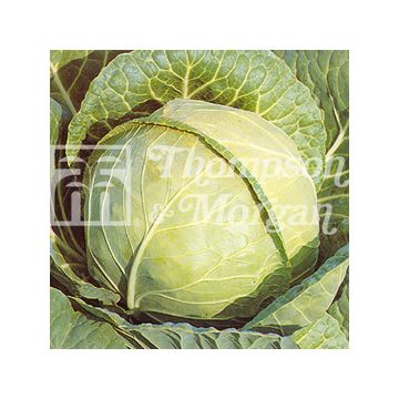 Cabbage Primo - Brassica oleracea capitata