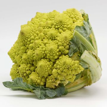 Romanesco Broccoli plants