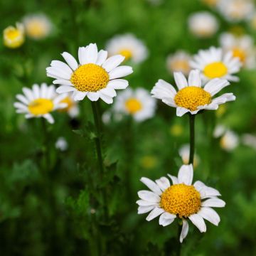 Leucanthemum superbum Gruppenstolz - Shasta Daisy