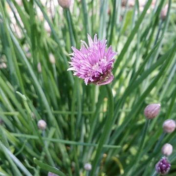 Common Chives