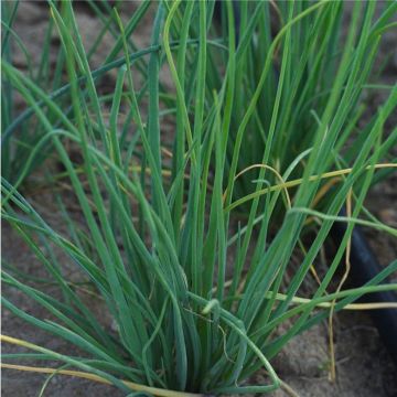 Polyvert Bio Chives in mini-plugs - Allium schoenoprasum