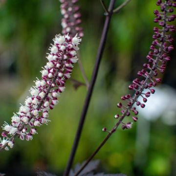 Actaea simplex Carbonella