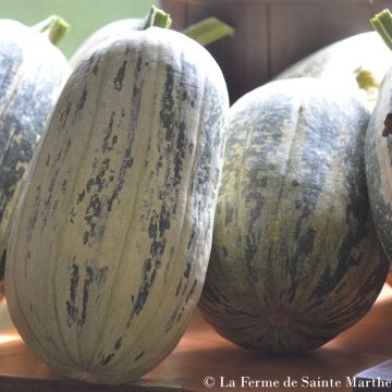 Pumpkin De Touraine - Ferme de Sainte Marthe Seeds