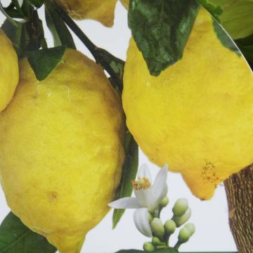 Citrus limon Femminello Incappucciato - Lemon Tree