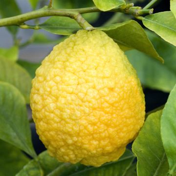 Maxima Citron - Citrus medica Maxima