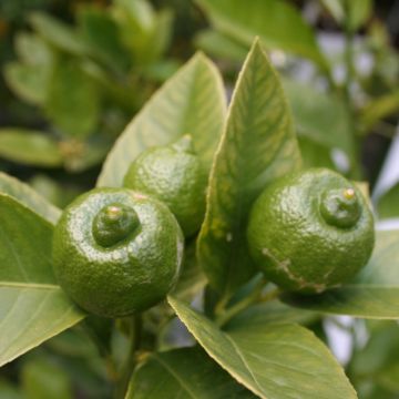 Citrus x aurantiifolia 'Mexican'