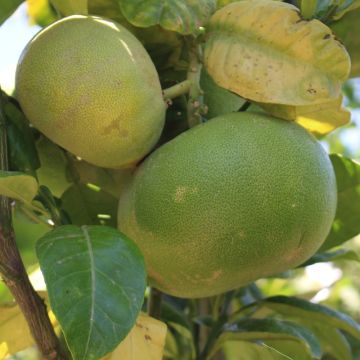 Pomelo - Citrus maxima